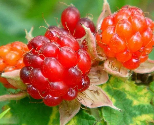 100多种罕见水果欣赏,100种罕见水果名字