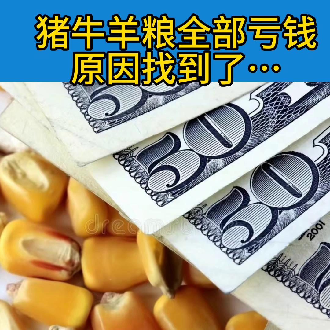 猪牛羊粮全部亏钱,归根结底一个原因…#养殖人