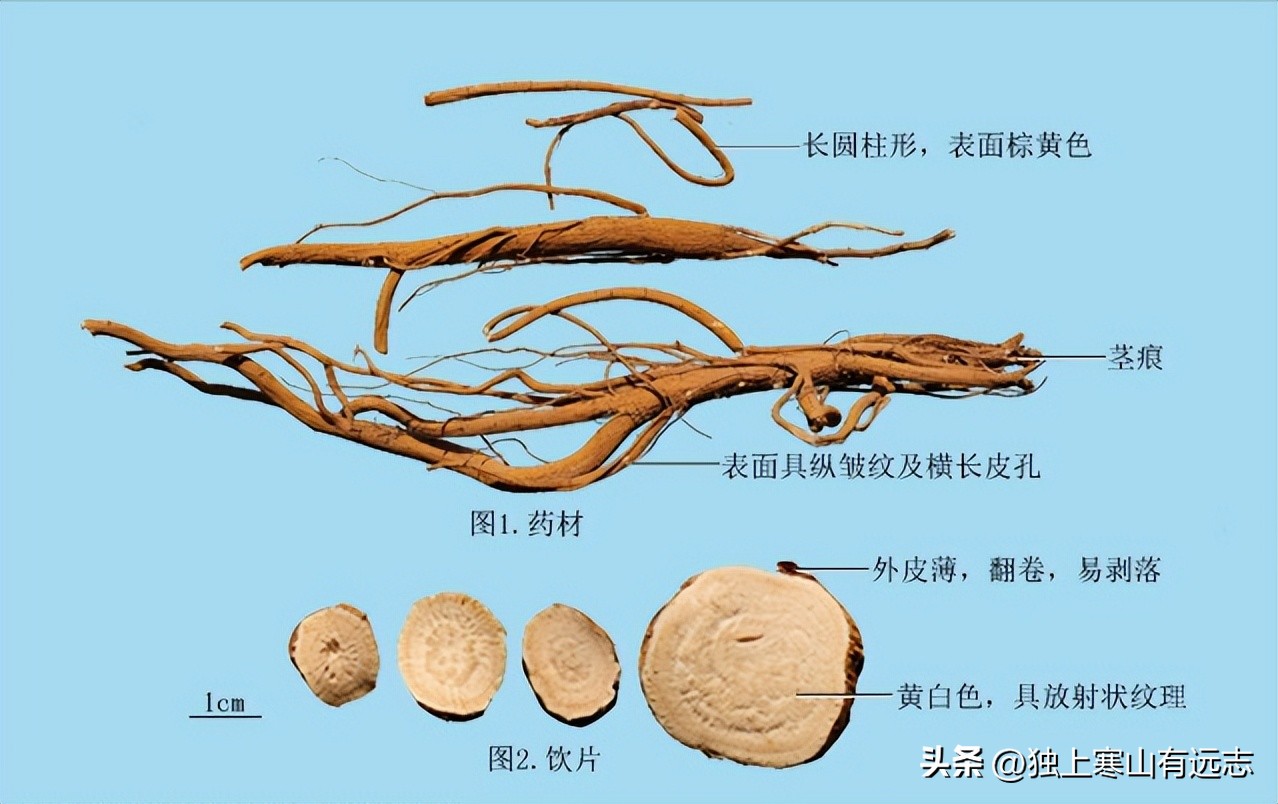 人参的种类和功效大全,人参第一名