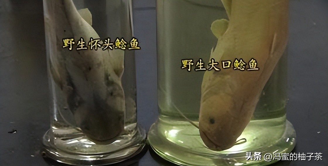 男子花13万买的鱼因停电缺氧死亡,男子花20万买一条受伤鲶鱼后续