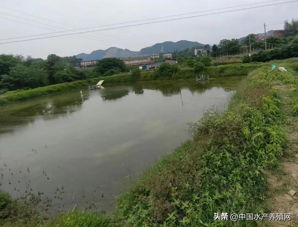 人工养对虾一亩地能赚多少钱,养殖对虾一亩地能赚多少钱