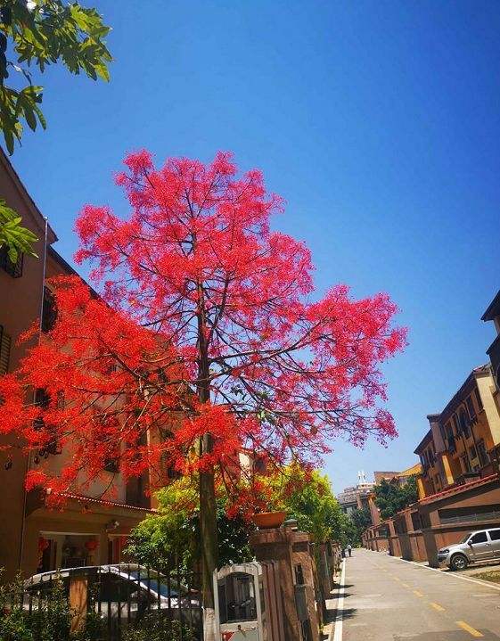 绿化一棵景观树多少钱,一百亩地的绿化树值多少钱