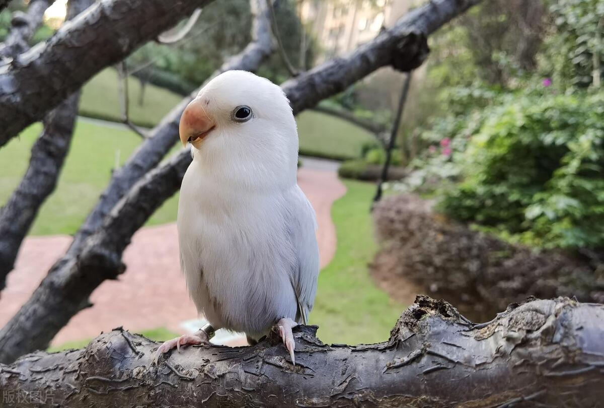 牡丹鹦鹉怎么训练认主人,牡丹鹦鹉拉绿屎怎么回事