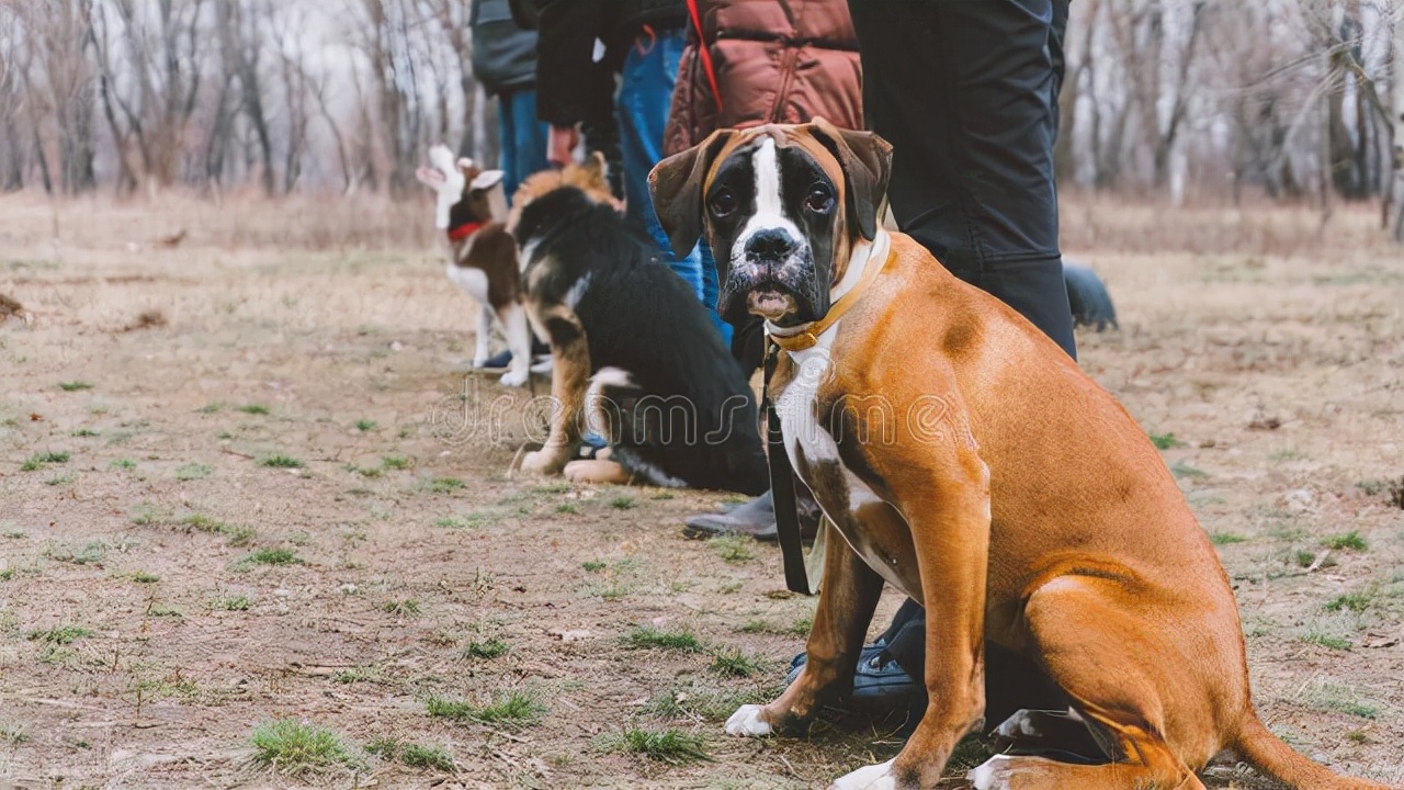你的拳师鼻子干燥和结痂？这可能是鼻腔高钙化症。该怎么做呢？