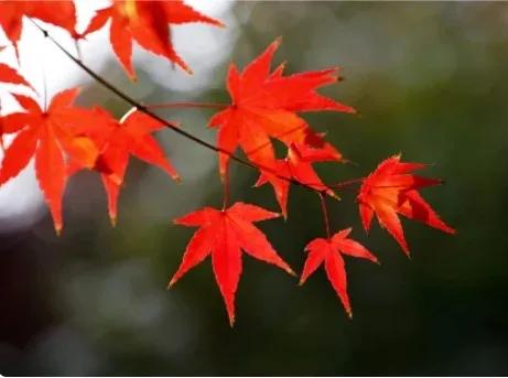 随笔／忆往昔，童年收藏的树叶“书签”还在吗？