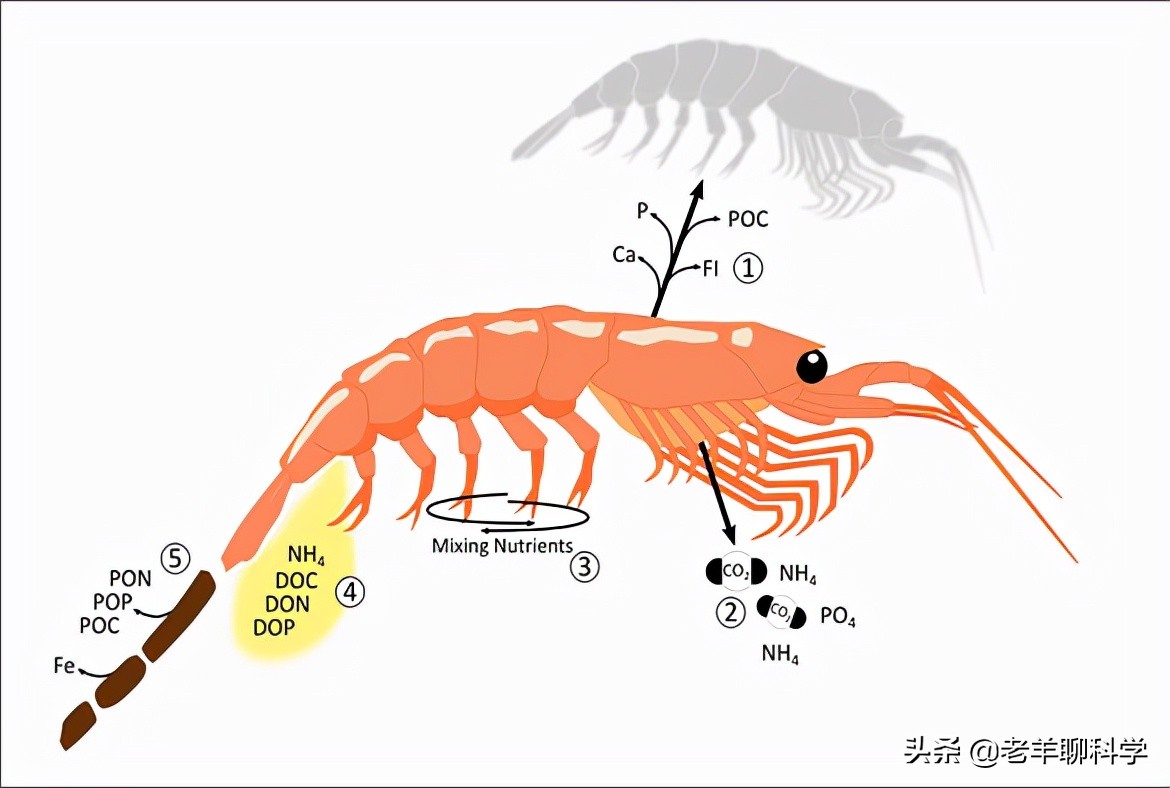 14亿国人的福音：10亿吨“海上金矿”，吃不完繁殖快，为何有隐患