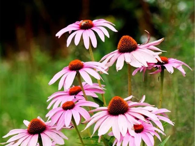 百花酿诗韵芬芳留人间（一）