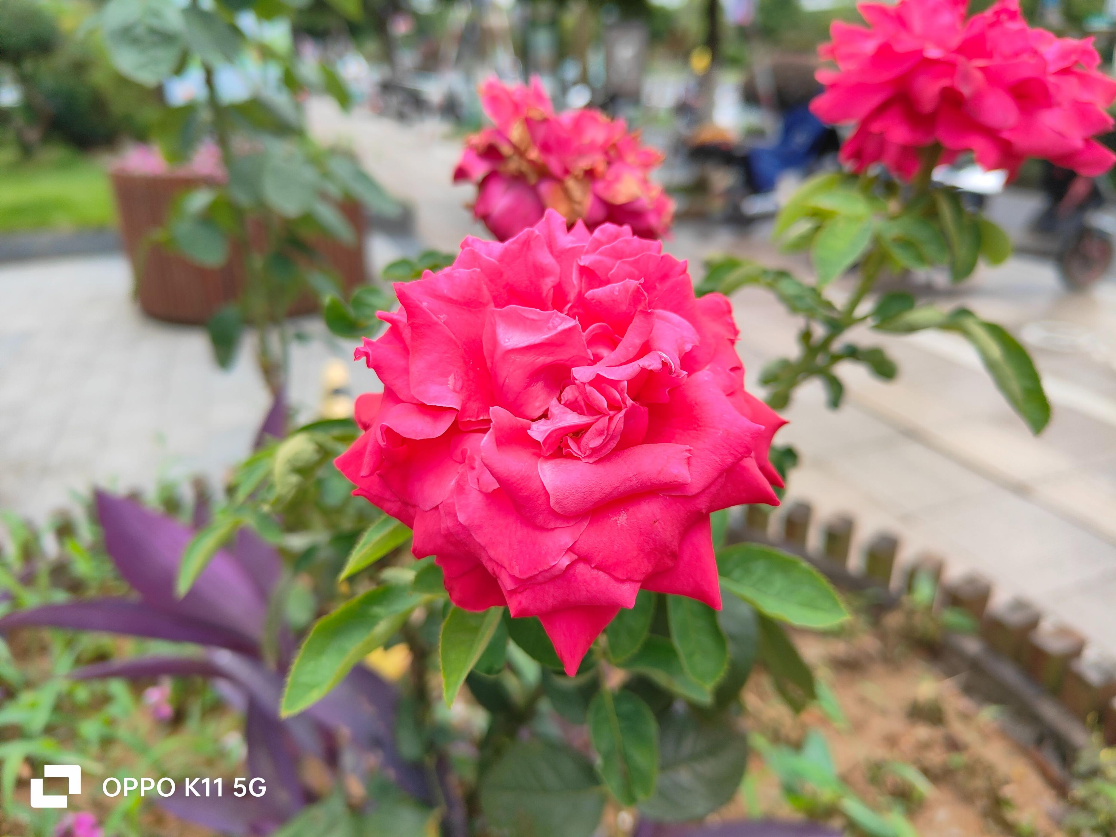 为什么oppok11画质不太好,oppok11为什么王者不能分屏