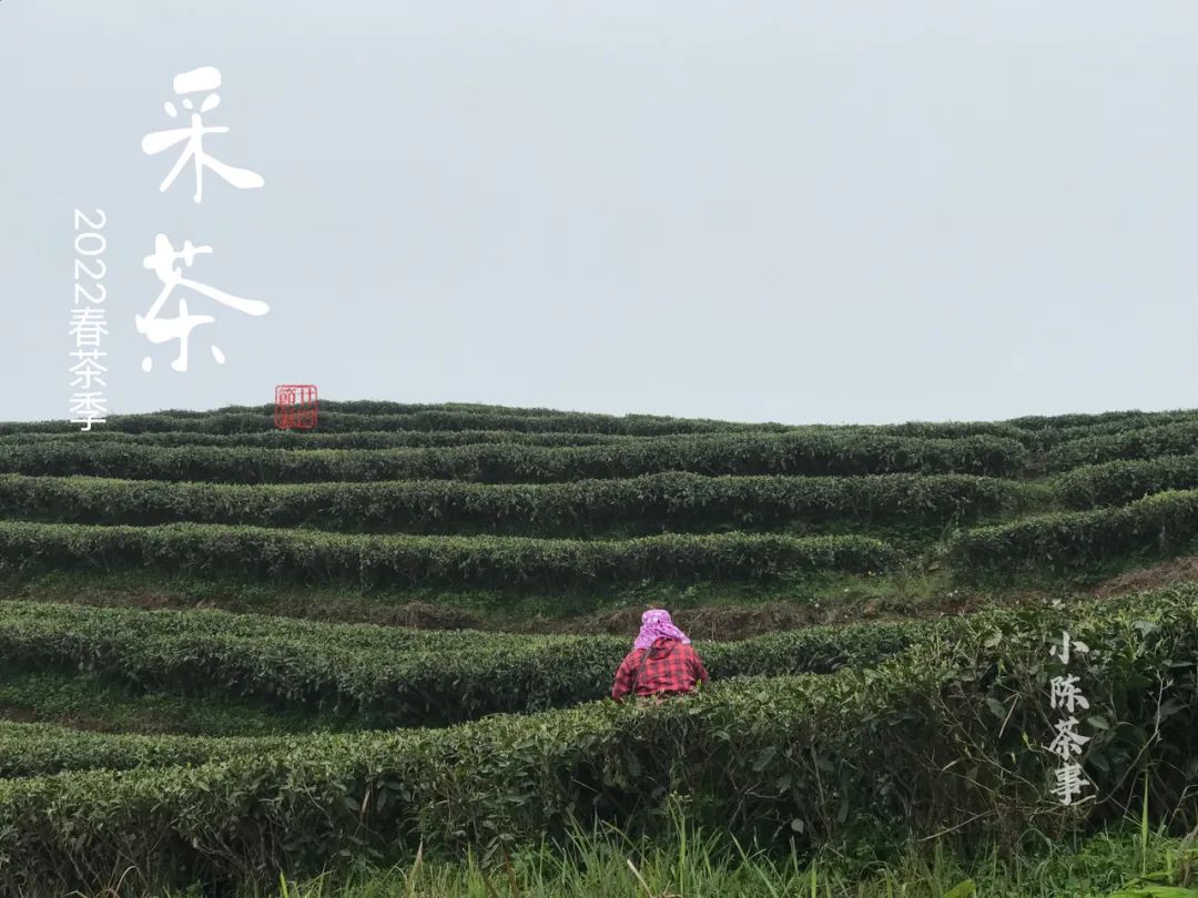 白茶闻着啥味,白茶好闻不