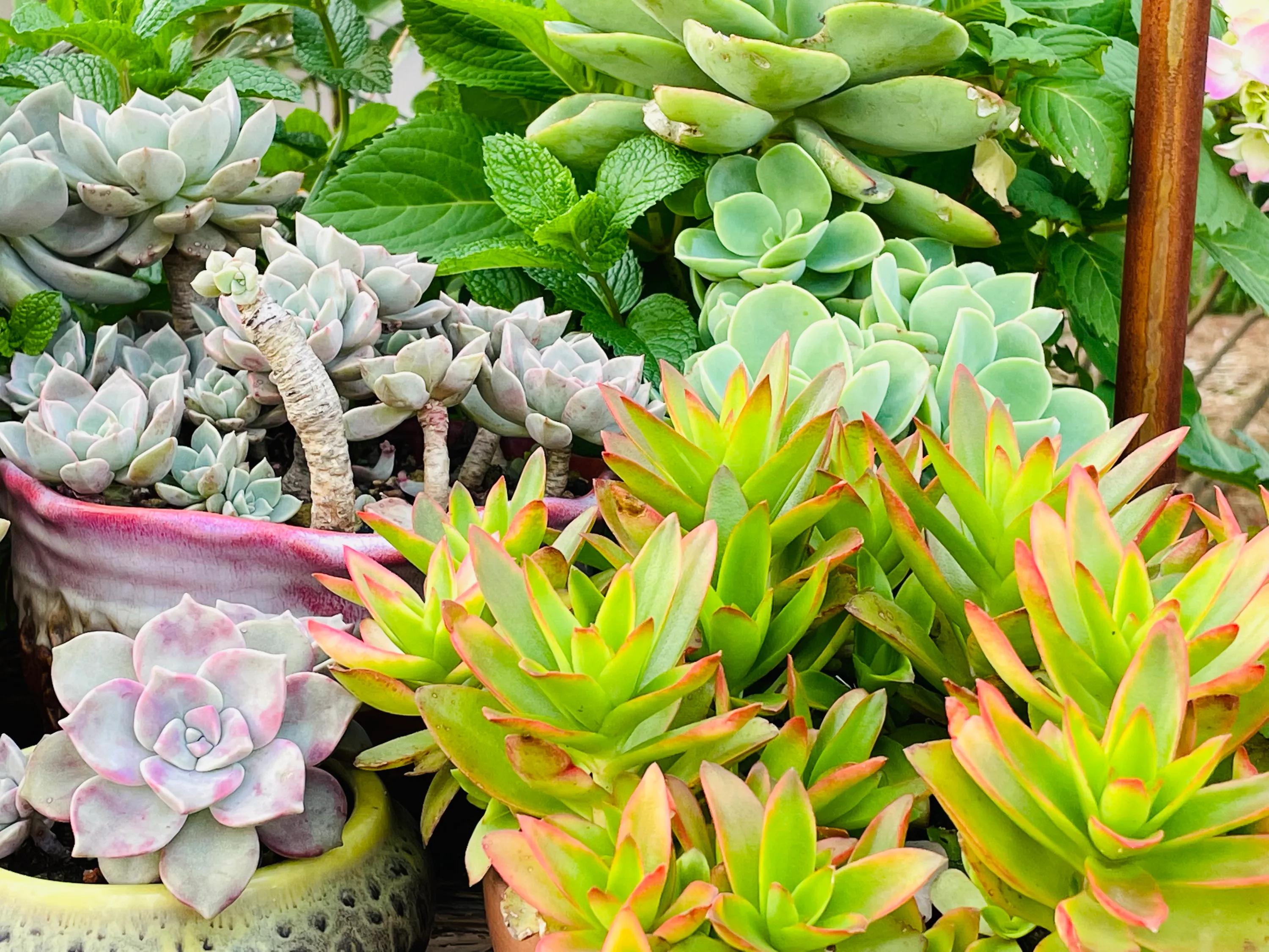 一双丝袜引发惨案,一只袜子引发的惨案