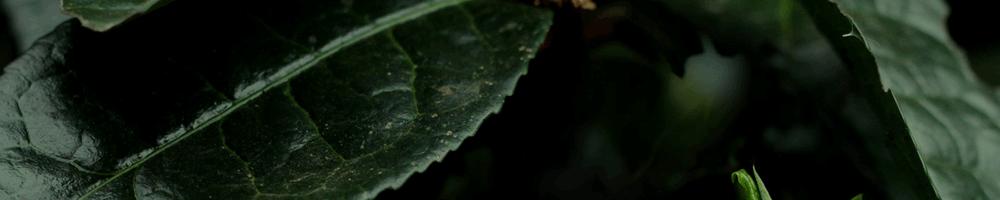 冰岛茶叶五寨价格,冰岛五寨普洱生茶价格