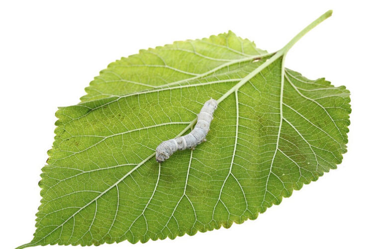 90后美女带娃客厅养七彩蚕，32天近距离观察吐丝结茧，发现新商机