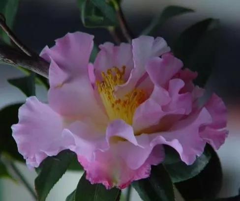 大海伦茶花是复色吗,大海伦山茶花品种介绍