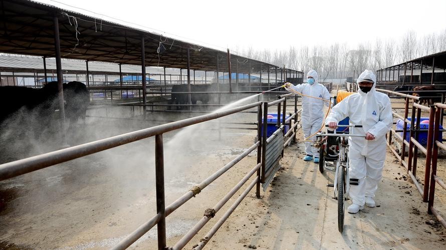 肉牛养殖技术西门塔尔牛养殖视频,生牛养殖和肉牛养殖的区别