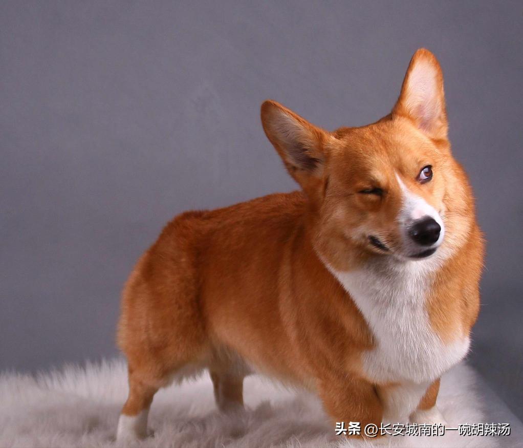 世界名犬狗狗品种大全,世界名犬下司犬排名