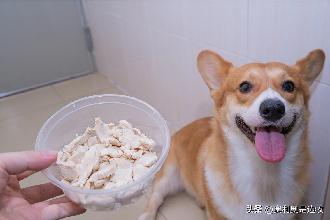 宠物狗必须要吃狗粮吗怎么喂,宠物狗可以不喂狗粮么