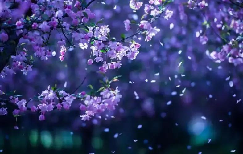 一棵开花的树最主要的意境,一棵开花的树创造了什么意境