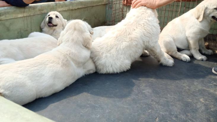 狗狗受伤了不配合治疗有什么办法,狗子受伤多久会好