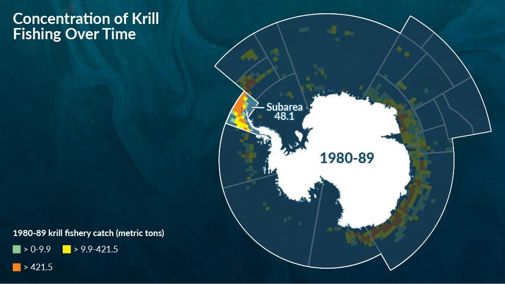 南极磷虾中国每年消费多少吨,南极的磷虾每年产量可高达50亿吨