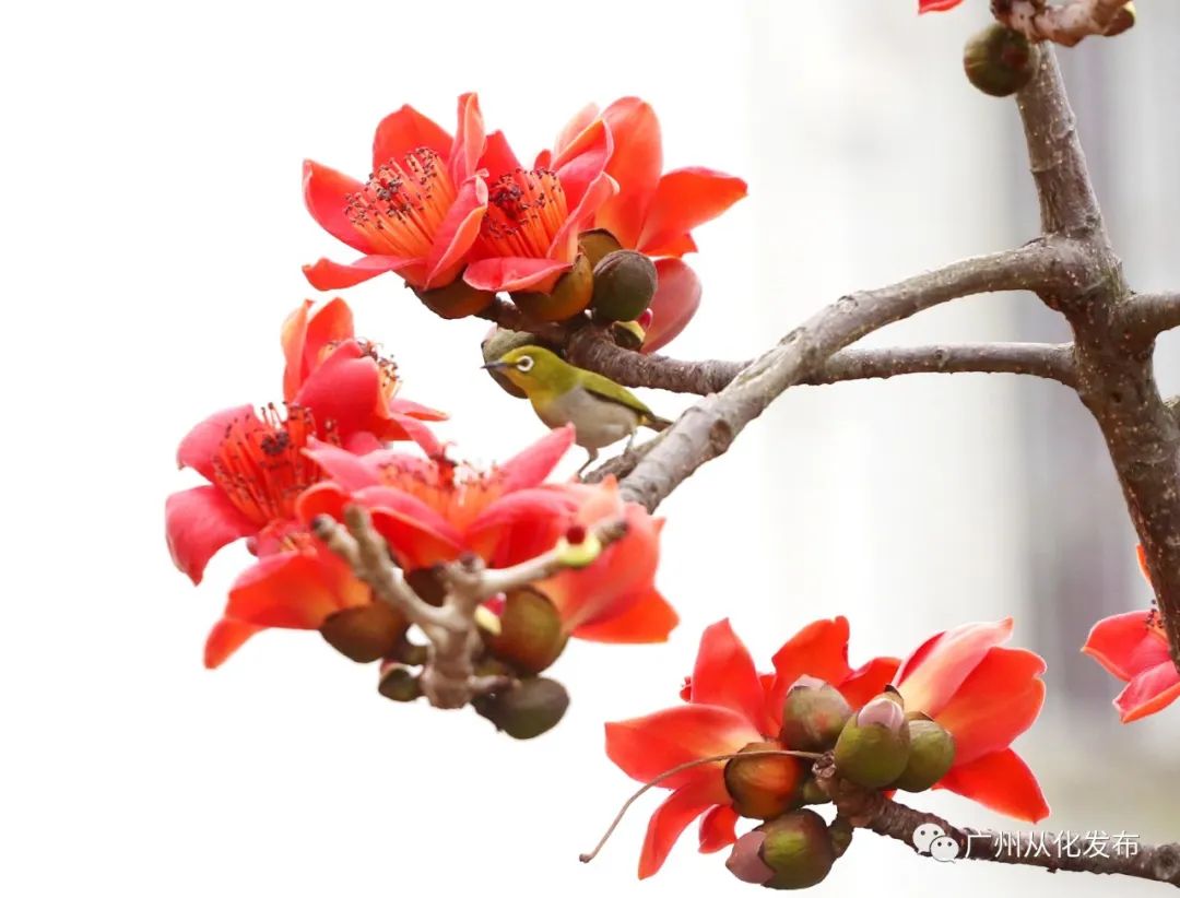 两人从化两天一夜游玩攻略,去从化玩的攻略