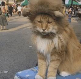 缅因猫缺营养对毛发有什么影响,缅因猫吃什么最容易爆毛