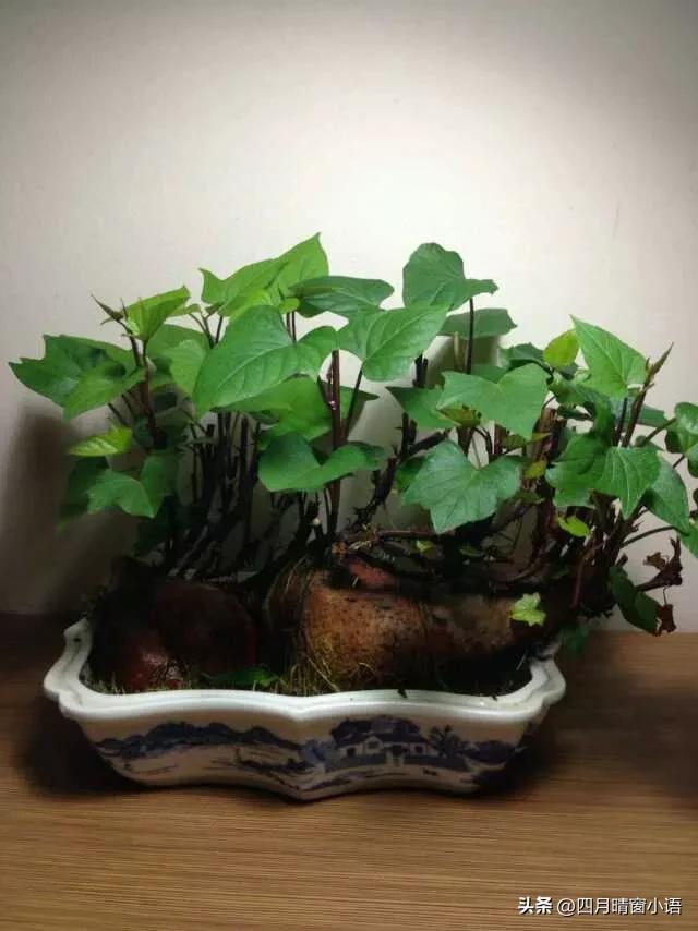 你的时间在哪儿你的收获就在哪儿,你的心在哪时间就在哪