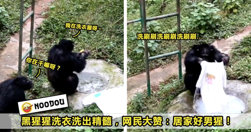 猩猩在进化吗,黑猩猩进化到石器时代