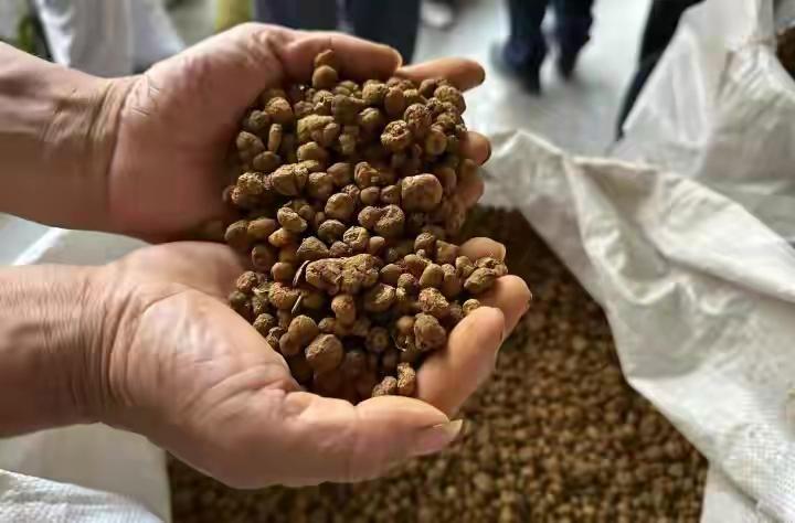 药农卖元胡十分钟赚52万,止痛片100片东北袋装