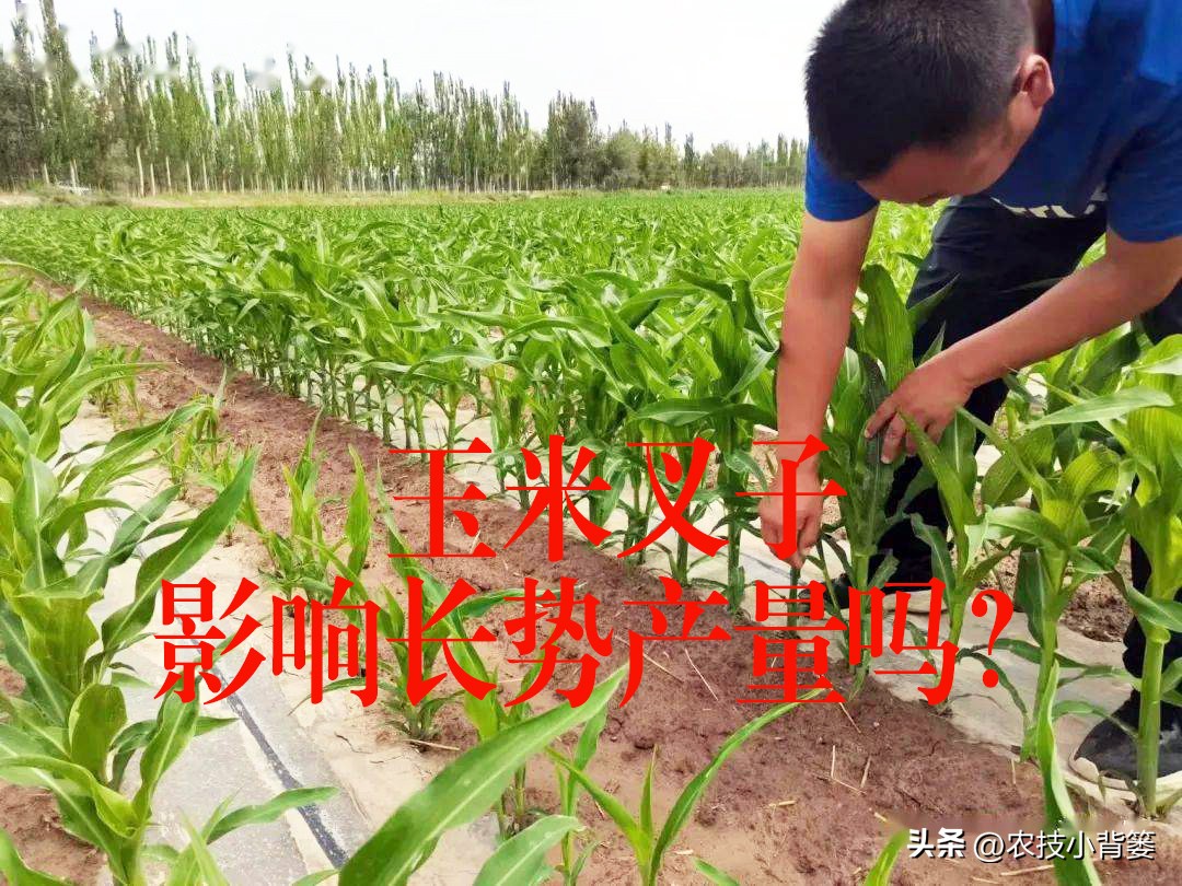 玉米苗叉子怎样处理,玉米主杆长了很多叉子怎么办