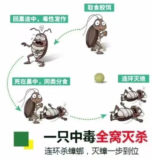 家里蟑螂太多怎么才能根除蟑螂,家里有蟑螂怎样能彻底消灭小技巧