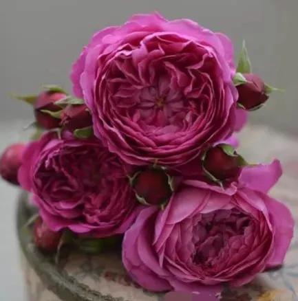 常见切花月季一览（45）