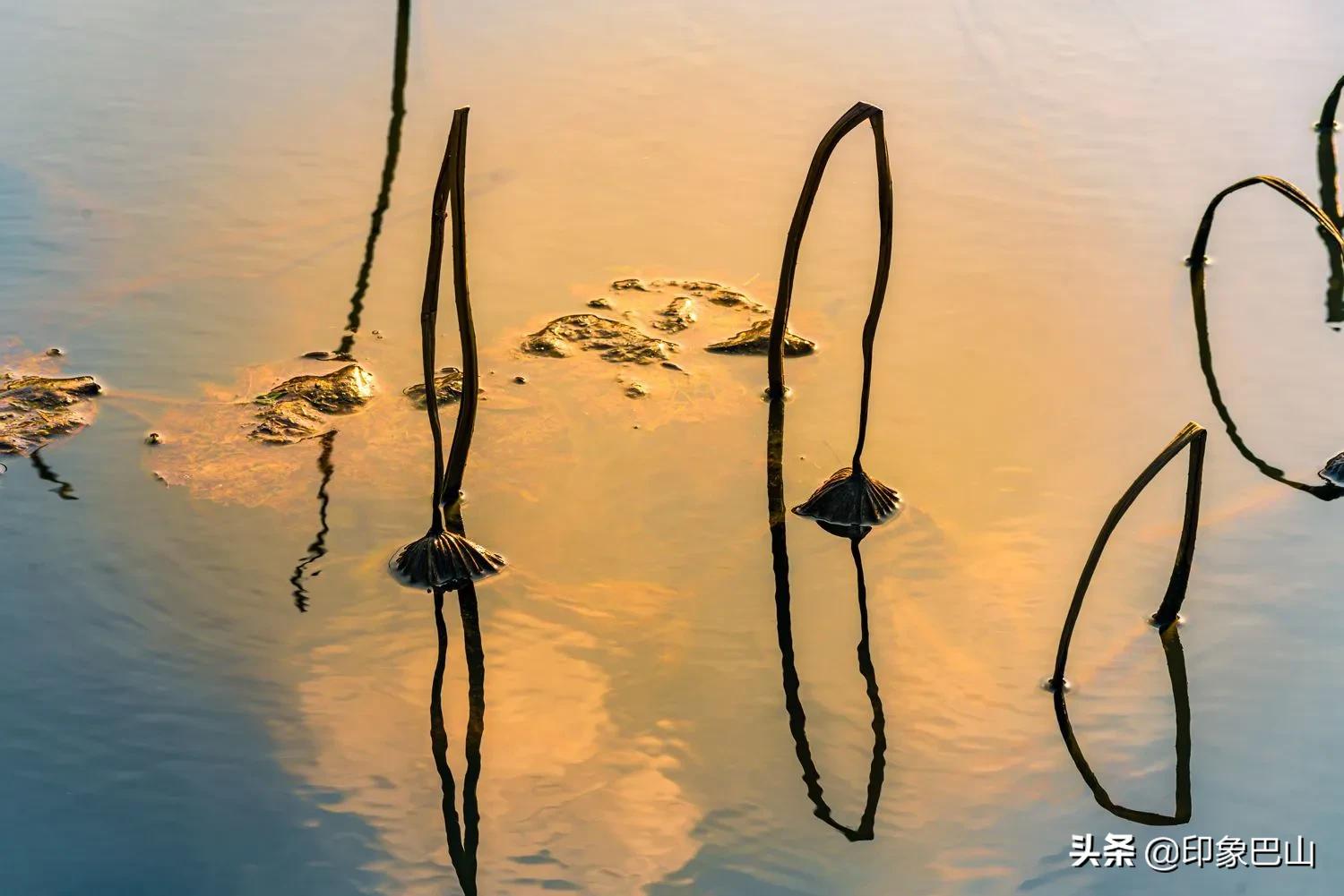 再发禅荷一组：岁月轮回一叶一菩提