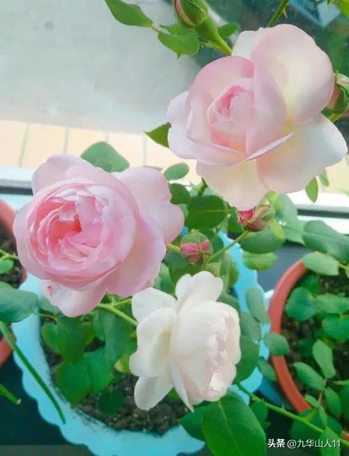 藤本月季品种列表,小型的藤本月季品种