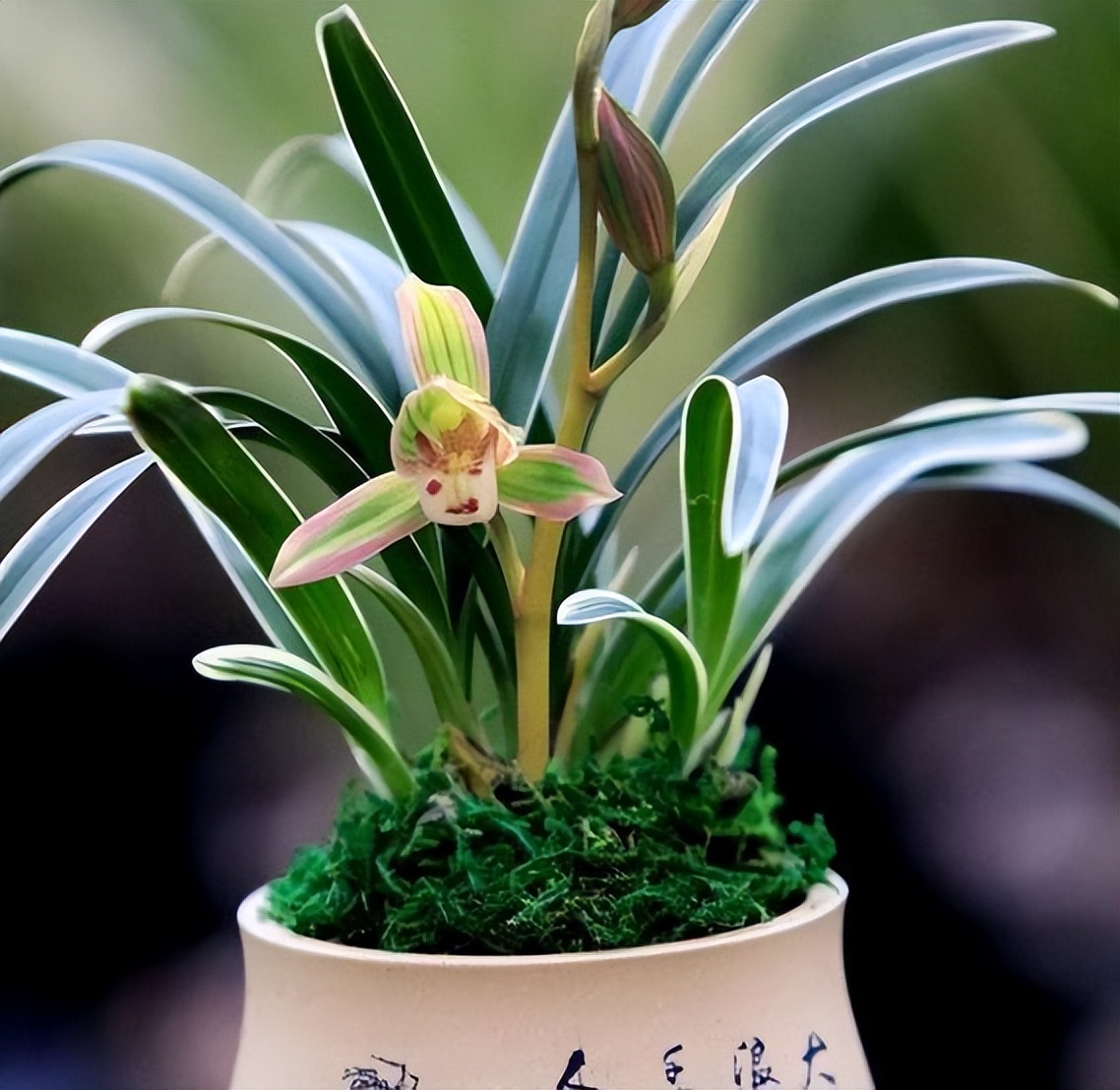 帝王妃金边矮种兰花直播,金边建兰帝王妃叶子多长