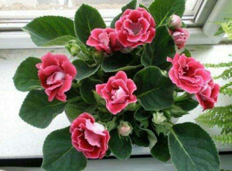 10种不怕晒的盆栽植物介绍一下,怕晒的十种花