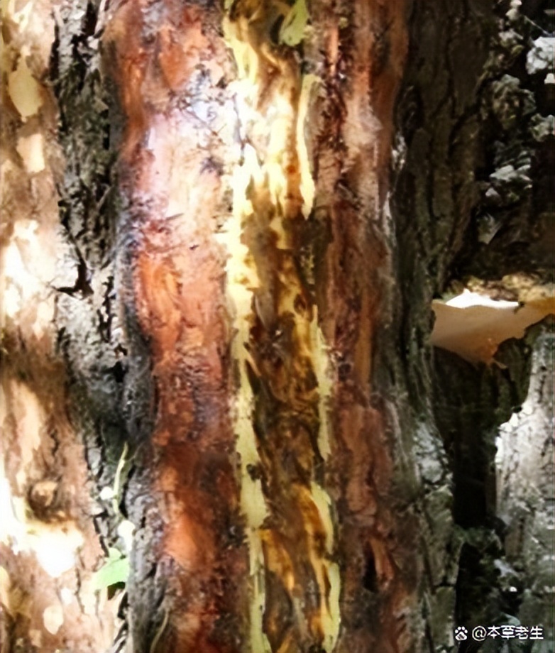 苏合香真假,苏合香哪个产地的最好