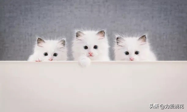 宠物发情怎么办,宠物发情期怎么护理