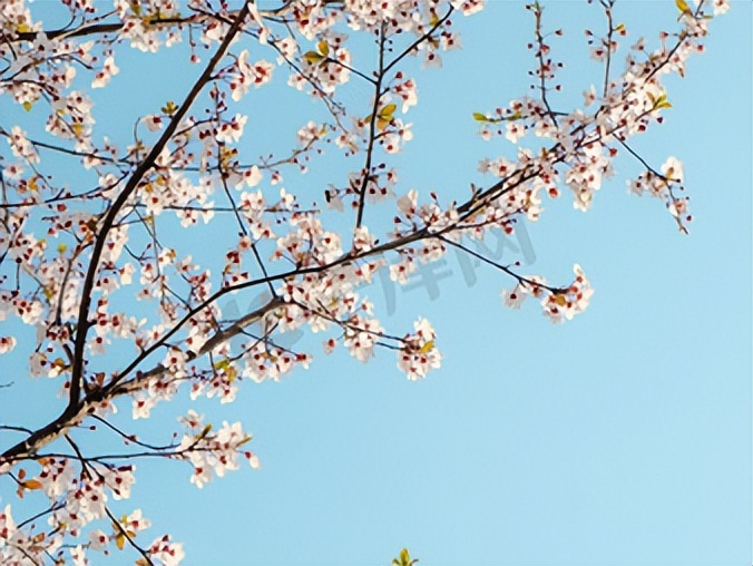 樱花季日本小众赏樱,樱花季全球赏樱胜地盘点