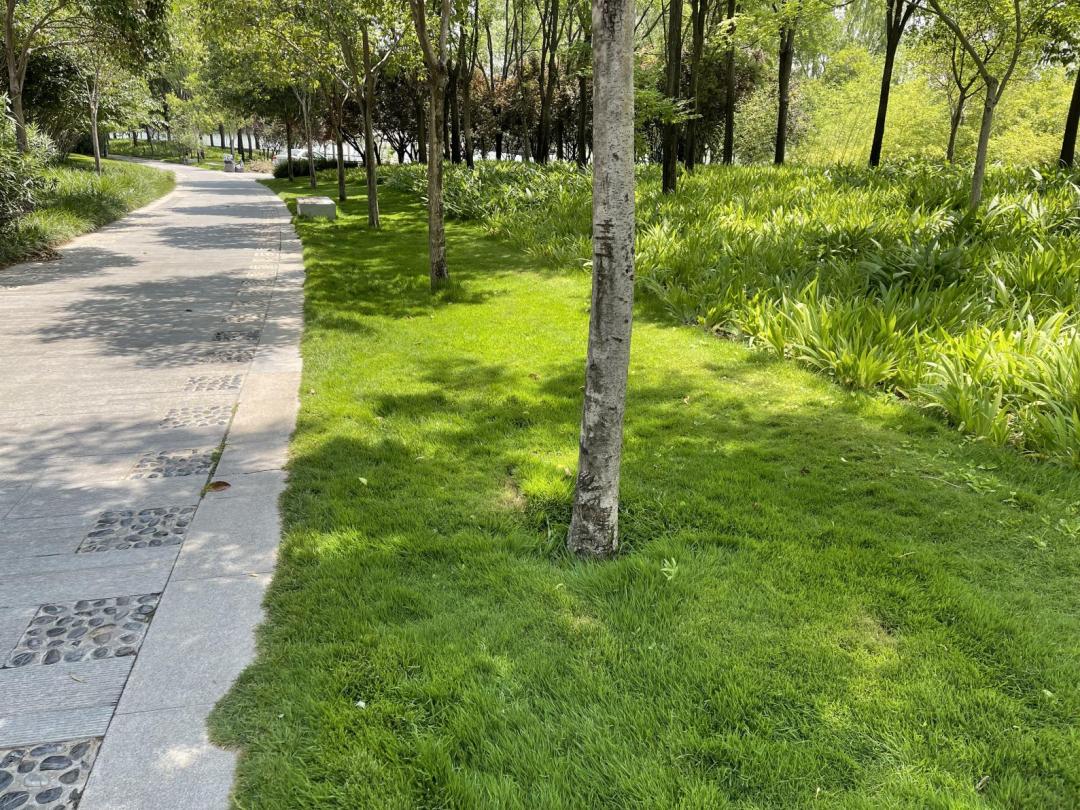 景观草坪如何搭配,庭院景观草坪种类