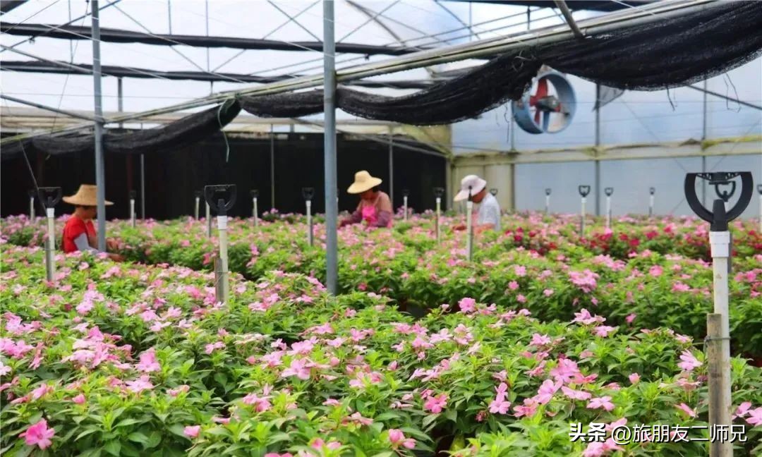 佛山去江门旅游景点推荐,佛山去江门旅游攻略