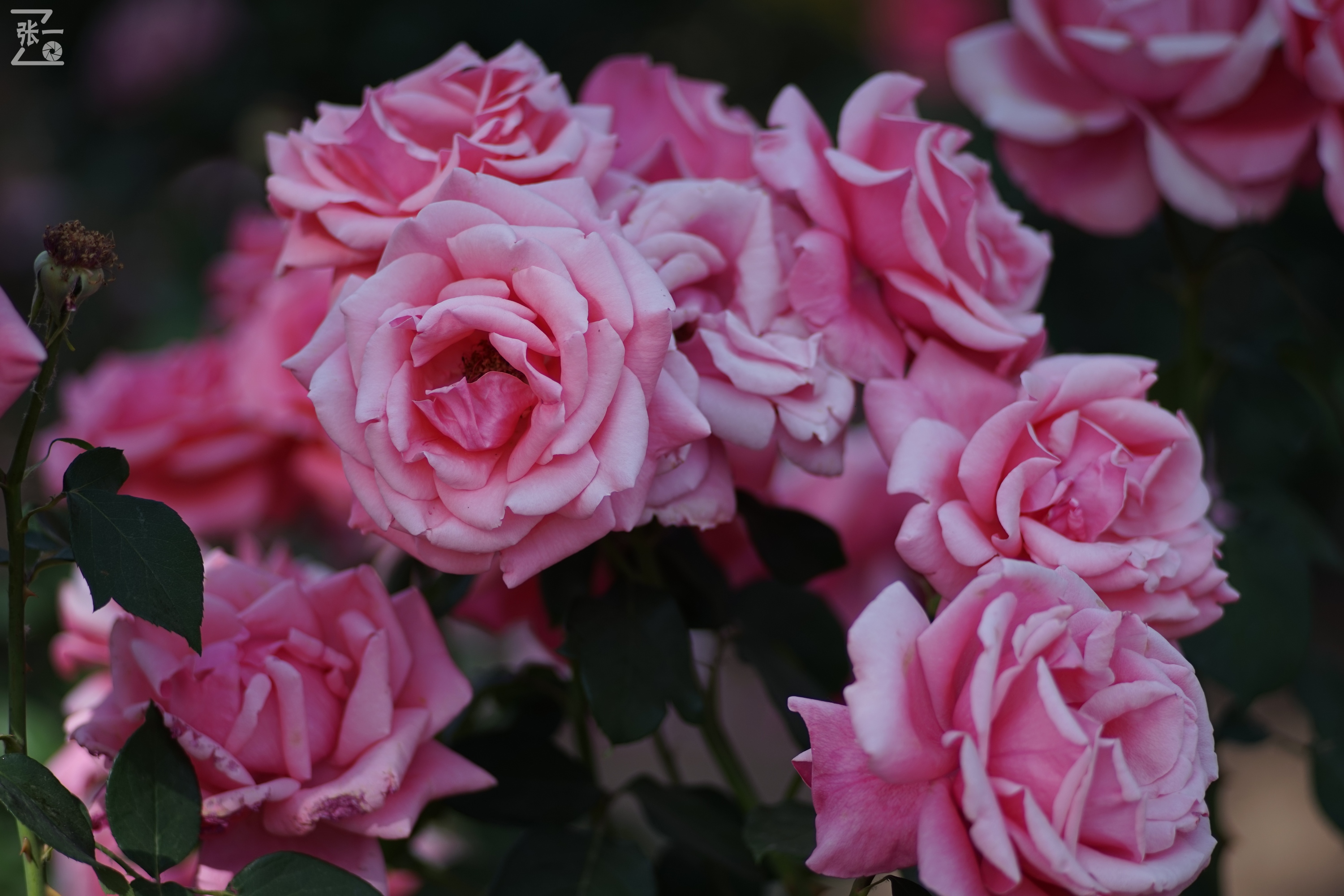 蔡司sonnar50毫米,蔡司sonnar镜头生产年份