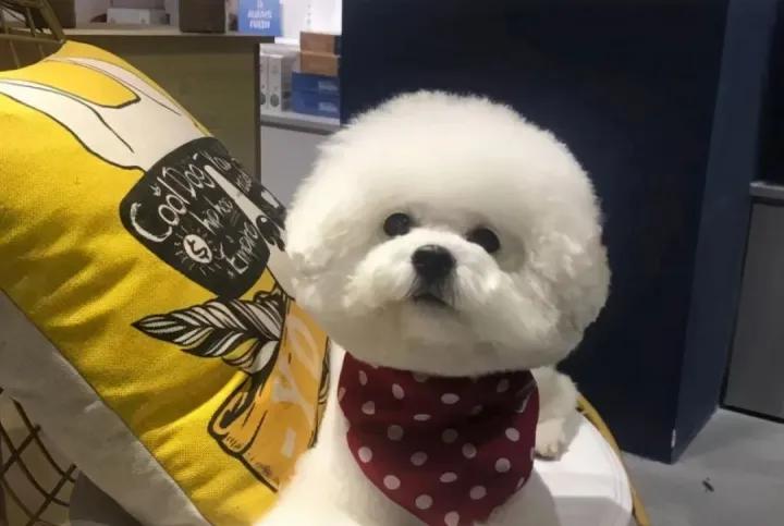 5种最受欢迎的狗狗你养了哪一种,可爱到上头的7种狗狗特别受欢迎