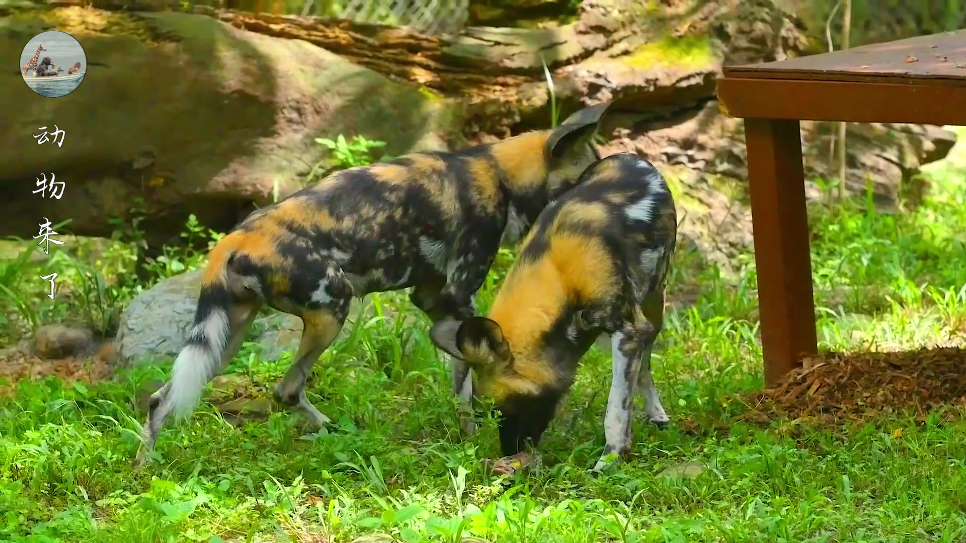 非洲野狗战斗力强悍，一只干掉五十狒狒，但也被人类干掉不少