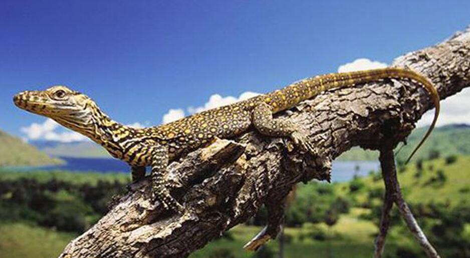 全世界十大冷血动物,全球最冷血的动物