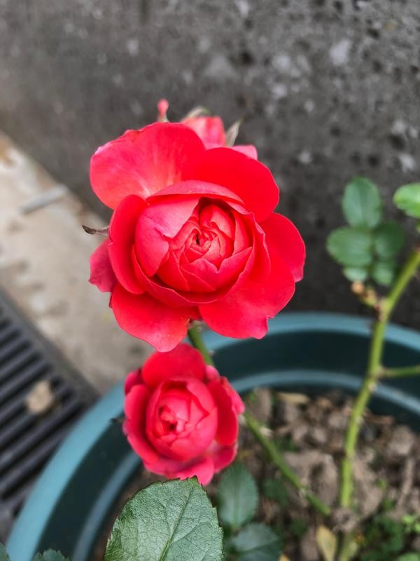 每个人心中都有一个美丽的花园,每个人心中都有一座属于我的花园