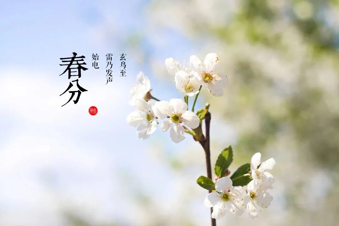 遵节循气|*光春**为礼,花开为信