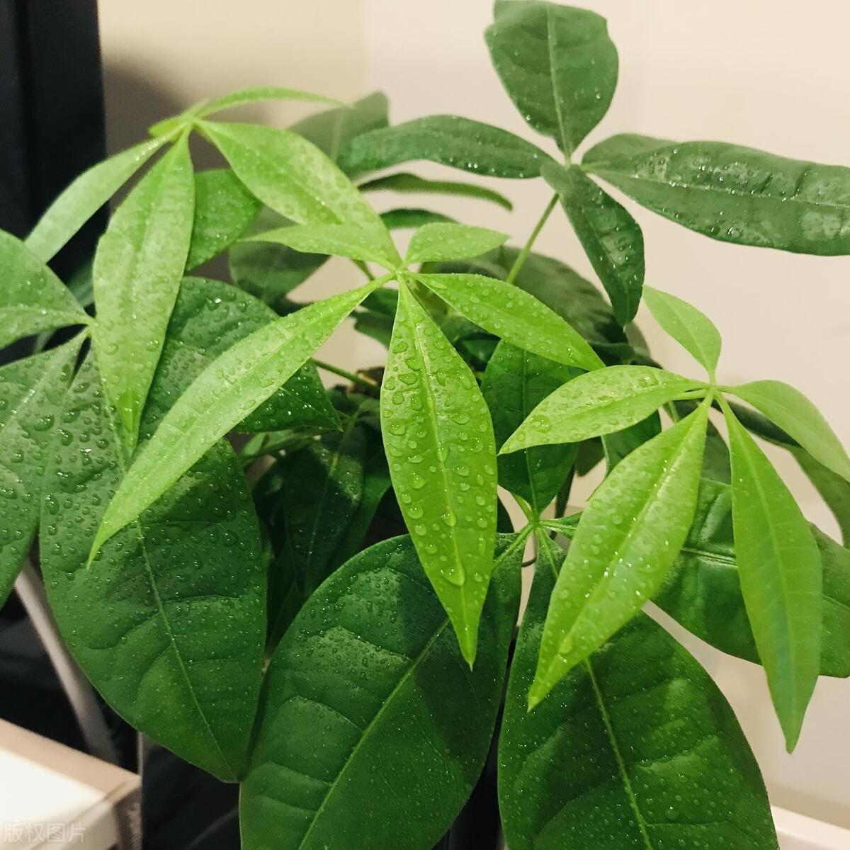 发财树烂根了不管它能活吗,发财树出现烂根怎么补救