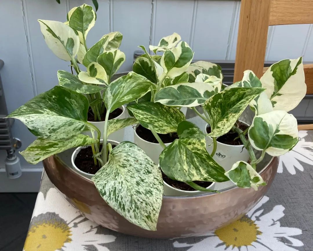 好养活且好看的室内绿植,好养的高颜值室内绿植有哪些