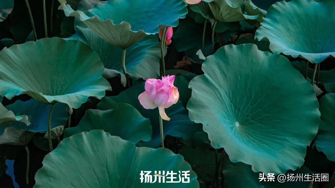 扬州夏天最热多少度,扬州苏州夏天哪个热