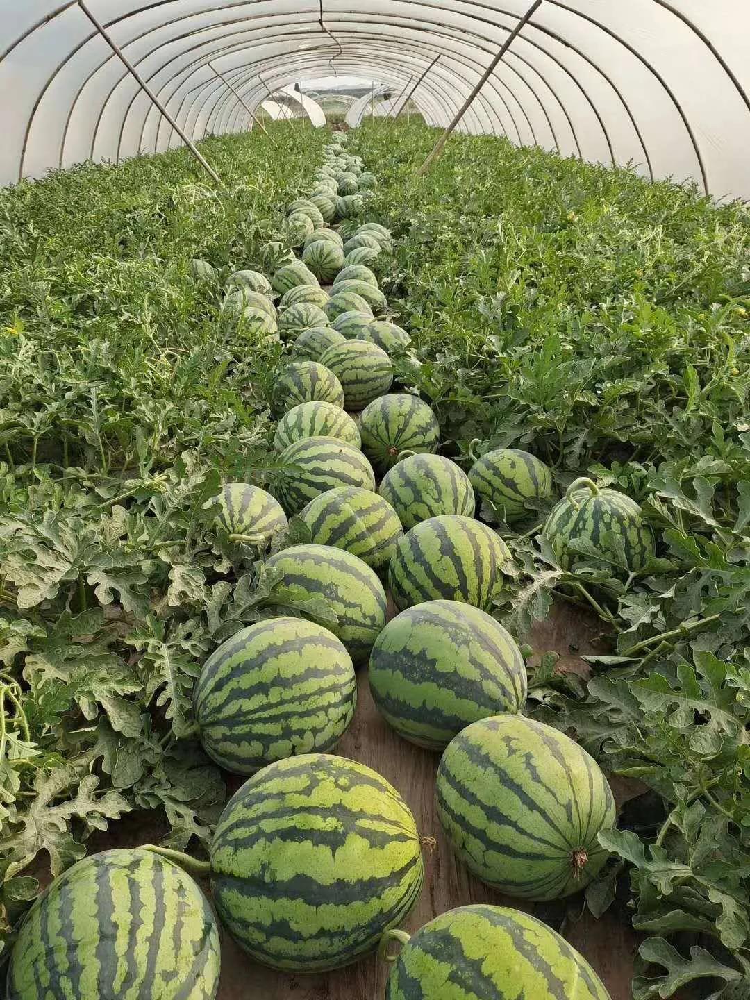 中国八个西瓜之乡,中国十大西瓜之乡名单